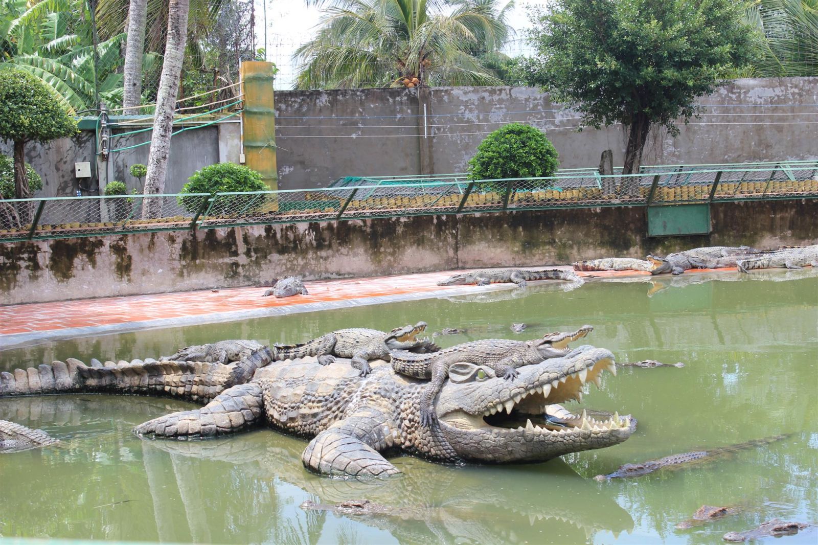 Crocodile Farm Siem Reap